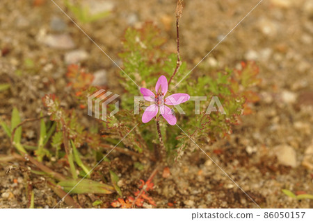Closeup on the pink flower of annual herbaceous redstem filaree or stork's bill, Erodium cicutarium 86050157