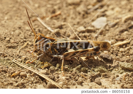 Closeup on an adult stage Handsome Cross Grasshopper, Oedaleus decorus sitting on a rocky bottom in the Gard, France 86050158