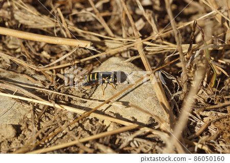 Closeup on the small but colorful wasp, Celonites abbreviatus sitting on the ground Closeup on the small but colorful wasp, Celonites abbreviatus sitting on the ground 86050160