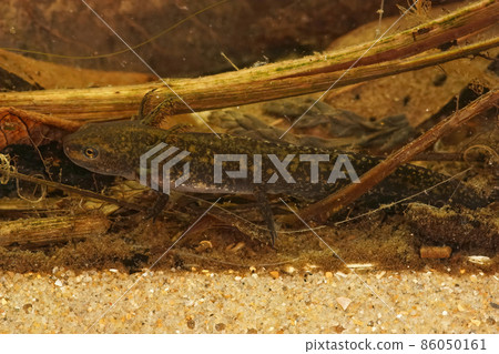 Closeup of an aquatic larvae of the Greek apline newt, Ichthyosaura alpestris veluchiensis from the Peloponese mountains , Greece Closeup of an aquatic larvae of the Greek apline newt, Ichthyosaura alpestris veluchiensis from the Peloponese mountains , Greece 86050161
