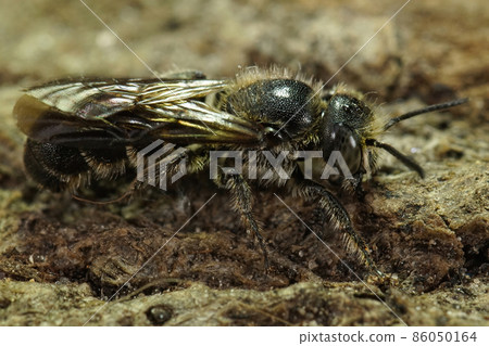 Closeup on a Rampion scissor bee, Chelostoma rapunculi on a piece of wood in the garden 86050164