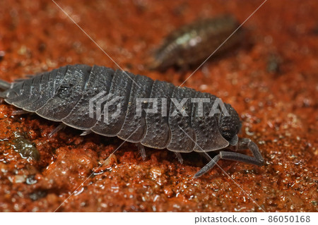 Closeup on a rough woudlouse, Porcellio scaber on a red brick in the garden Closeup on a rough woudlouse, Porcellio scaber on a red brick in the garden 86050168
