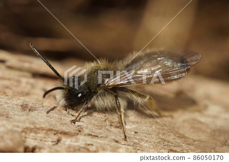 Closeup of the male of the endangered dawn mining bee, Andrena nycthemera 86050170