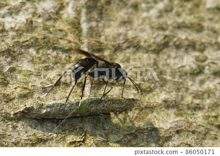 Closeup on an parasitic ichneumonid wasp , Nippocryptus vittatorius ovipositing on a cocoon form Taleporia tubulosa Closeup on an parasitic ichneumonid wasp , Nippocryptus vittatorius ovipositing on a cocoon form Taleporia tubulosa 86050171