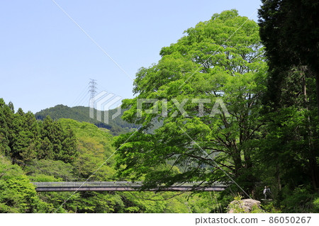 Fresh green Mitake Gorge Fresh green Mitake Gorge 86050267