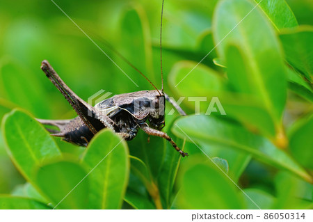 Closeup of the Dark Bush-Cricket, Pholidoptera griseoaptera hiding among green leafs of buxus in the garden 86050314