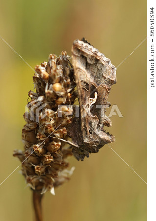 A Silver Y moth, Autographa gamma haning down on a dried flower bud in the field A Silver Y moth, Autographa gamma haning down on a dried flower bud in the field 86050394