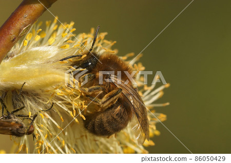 Vertical closeup of a male vernal colletes or spring mining bee , Colletes cunicularius , eating pollen from a Gota willow, Salix caprea Vertical closeup of a male vernal colletes or spring mining bee , Colletes cunicularius , eating pollen from a Gota willow, Salix caprea 86050429