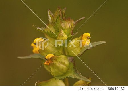 Closeup on the yellow flowers of the greater yellow-rattle , Rhinanthus angustifolius a root parasite plant 86050482