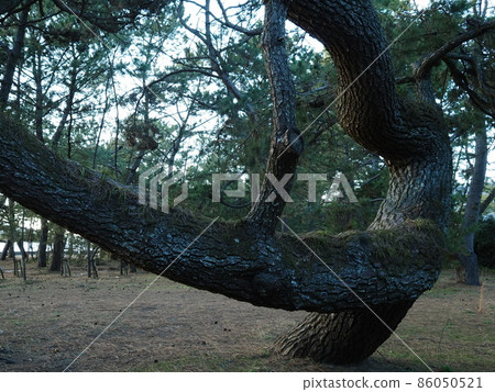 彎曲的黑松巨樹（山口縣光市Nijigahama海灘） 86050521