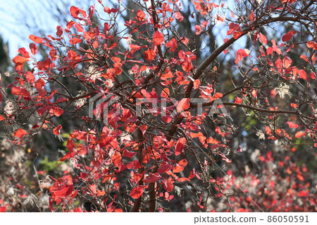 A landscape taken by focusing on the smoke tree that turned red with the blue sky and the forest of various trees in the background. A landscape taken by focusing on the smoke tree that turned red with the blue sky and the forest of various trees in the background. 86050591