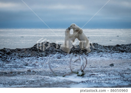 Two polar bears wrestling near caribou antlers Two polar bears wrestling near caribou antlers 86050960