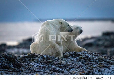 Two polar bears sit on kelp pile Two polar bears sit on kelp pile 86050974