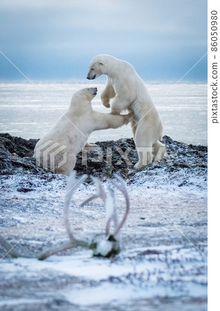 Two polar bears play fight by antlers Two polar bears play fight by antlers 86050980