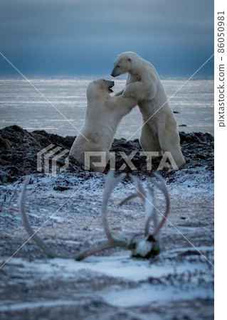 Two polar bears grappling near caribou antlers Two polar bears grappling near caribou antlers 86050981