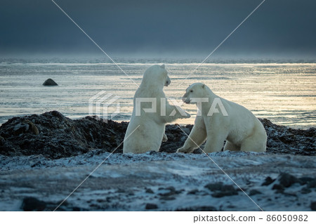 Two backlit polar bears play on shoreline Two backlit polar bears play on shoreline 86050982