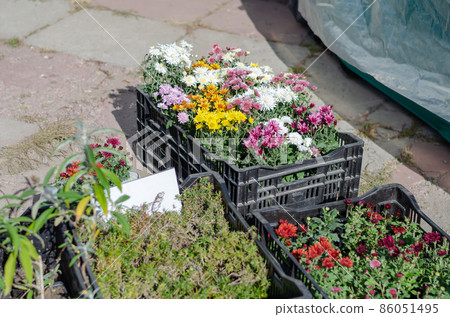 Farmer's Fair. Seedlings of flowers and herbs in black boxes. 86051495