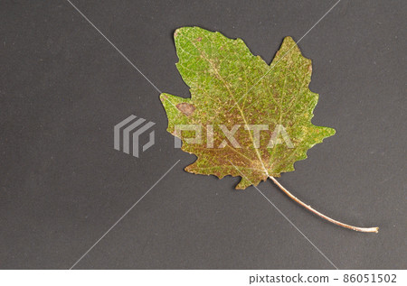 Green-brown fallen poplar leaf on a black background. Green-brown fallen poplar leaf on a black background. 86051502