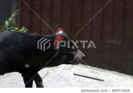 塔斯馬尼亞惡魔 86051688