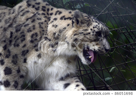 Snow leopard 86051698