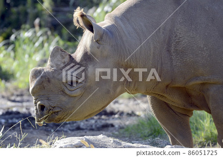 Japanese cypress Japanese cypress 86051725