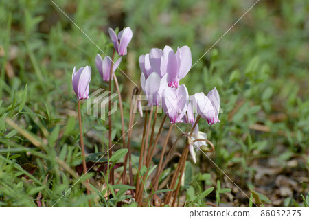 Cyclamen 86052275