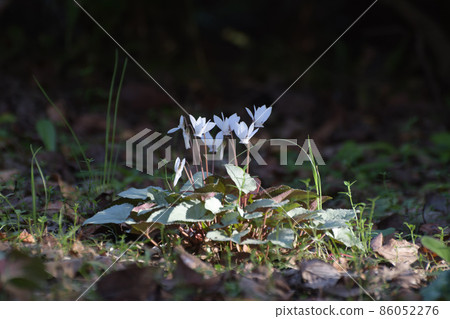 Cyclamen 86052276