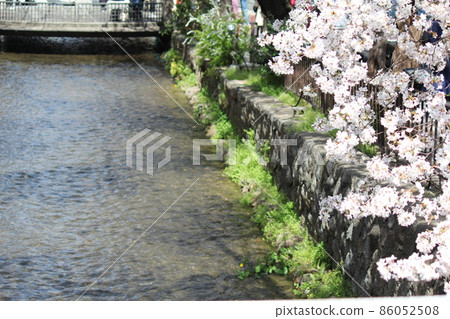 Cherry Blossoms	 86052508