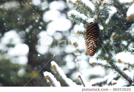 Beautiful winter landscape with fir trees and snow 86053020
