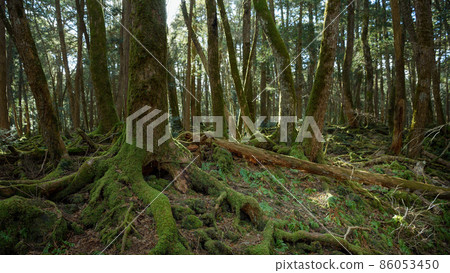 Aokigahara Jukai Trees, in a mysterious forest Aokigahara Jukai Trees, in a mysterious forest 86053450