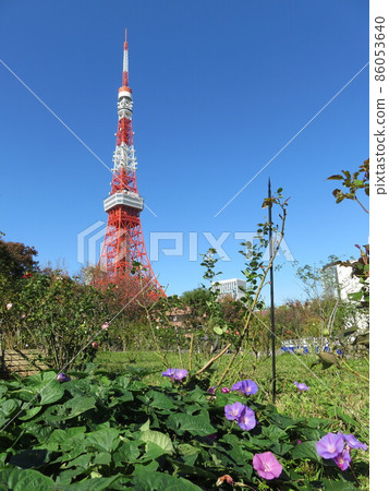 從芝公園看到的東京塔 從芝公園看到的東京塔 86053640