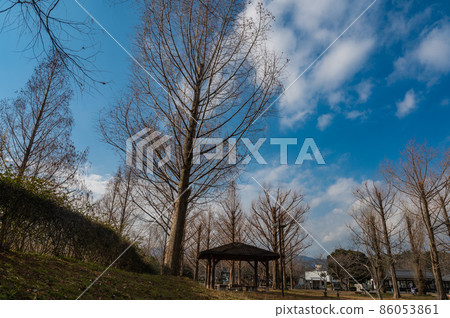 公園裡的死樹 86053861