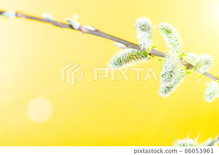 May flowers. Spring blossom and April floral nature on yellow background. Beautiful scene with blooming tree. Easter Sunny day. Orchard abstract blurred background. Springtime. May flowers. Spring blossom and April floral nature on yellow background. Beautiful scene with blooming tree. Easter Sunny day. Orchard abstract blurred background. Springtime. 86053961