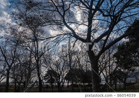 湖邊和樹木 86054039