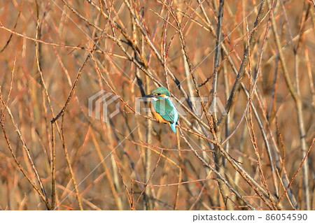 Kingfisher perching on a branch of the Oppe River swan landing site in Kawajima-cho, Hiki-gun, Saitama Prefecture 86054590