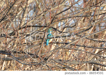 Kingfisher perching on a branch of the Oppe River swan landing site in Kawajima-cho, Hiki-gun, Saitama Prefecture 86054591