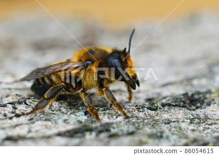 Detailed closeup of a brown and hairy female Willughby's leaf-cutter , Megachile willughbiella, on a piece of wood 86054615