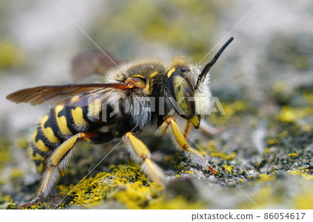 Closeup on a Lot's Woolcarder, Anthidium loti from the Gard, France Closeup on a Lot's Woolcarder, Anthidium loti from the Gard, France 86054617