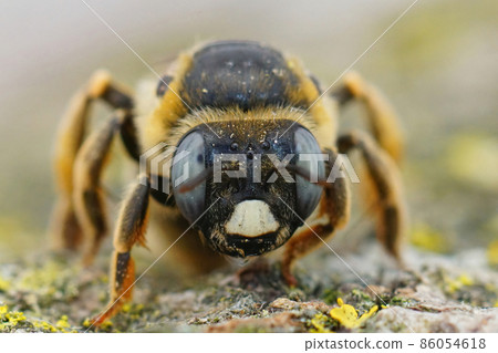 Frontal closeup of a female of a large minig bee, Melitturga clavicornis from the Gard, France Frontal closeup of a female of a large minig bee, Melitturga clavicornis from the Gard, France 86054618