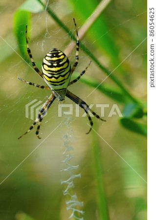 Vertical closeup of a female wasp spider , Argiope bruennichi , positioned in her web Vertical closeup of a female wasp spider , Argiope bruennichi , positioned in her web 86054625