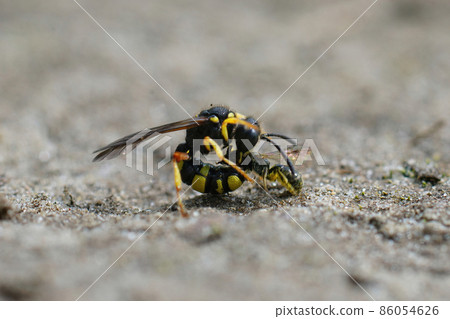 Closeup of a female of the ornate tailed digger wasp , Cerceris rybyensis, killing a small furrow bee , Lasioglossum on the ground 86054626
