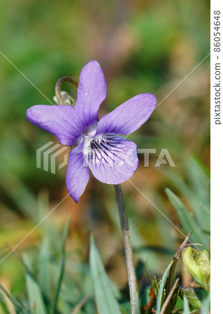 Closeup on a common dog violet, Viola riviniana Closeup on a common dog violet, Viola riviniana 86054648