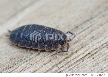 Closeup of the common rough woodlouse , Porcelio scaber 86054654