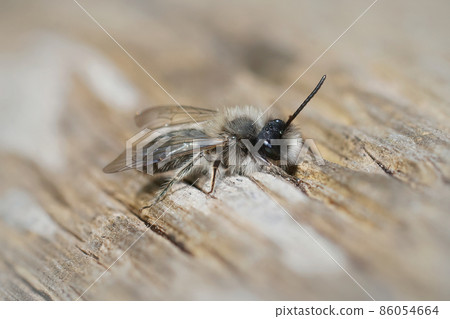 Closeup of a male Clarke's mining bee , Andrena clarkella warming up in hte sunlight on a wooden pole Closeup of a male Clarke's mining bee , Andrena clarkella warming up in hte sunlight on a wooden pole 86054664
