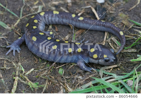 Full body shot of a male spotted salamander , Ambystoma maculatum Full body shot of a male spotted salamander , Ambystoma maculatum 86054666