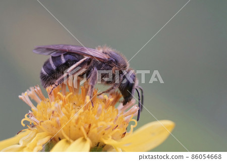 Closeup on a female banded sweat bull-headed furrow bee, Lasioglossum zonulum on a yellow flower of common ragwort , Senecio Jakobaea Closeup on a female banded sweat bull-headed furrow bee, Lasioglossum zonulum on a yellow flower of common ragwort , Senecio Jakobaea 86054668