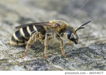 This female Giant furrow bee ,Halictus quadricintus, is one of the largest furrow bees in France. 86054677