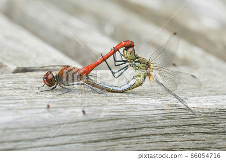 Closeup of a copulation of a couple of the ruddyy darter, Sympetrum sanguineum Closeup of a copulation of a couple of the ruddyy darter, Sympetrum sanguineum 86054716