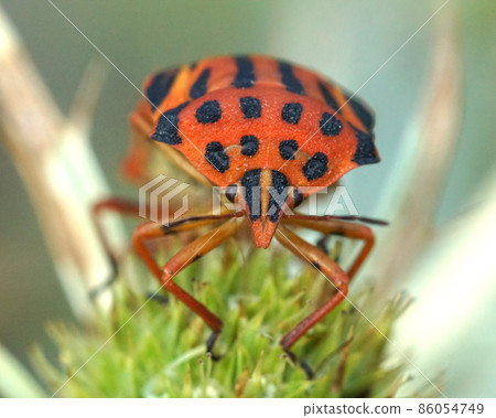 One of the more colorful red bugs, Graphosoma semipunctatum, in Southern France One of the more colorful red bugs, Graphosoma semipunctatum, in Southern France 86054749