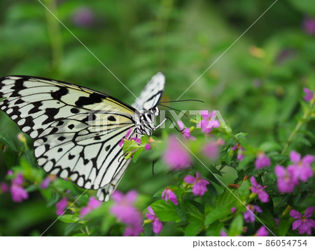 Ogomadara Ogomadara 86054754